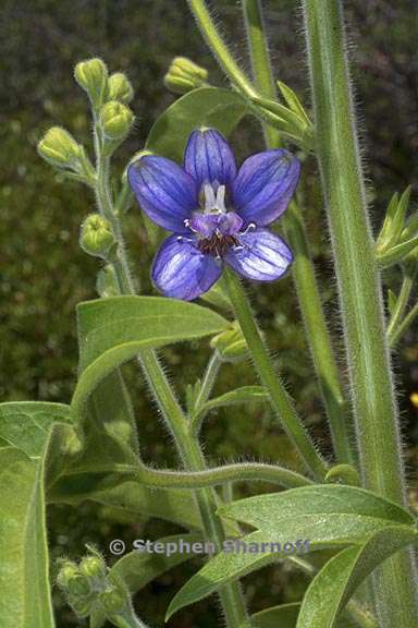 delphinium staphisagria 2 graphic